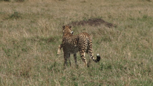 cheetah hunting a baby gazelle