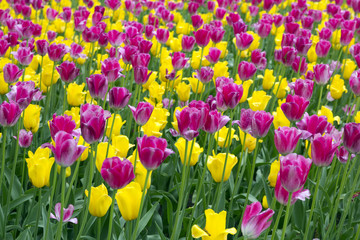 different colored tulips