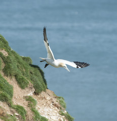 Gannet seabird in flight