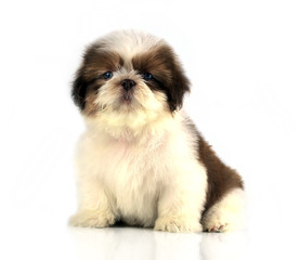 Shih-tzu puppy posing isolated on white background