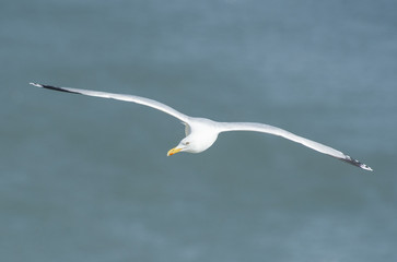 Gannet seabird in flight