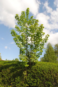 baum w&auml;chst unentdeckt in der hecke