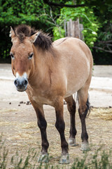 Obraz na płótnie Canvas Przewalski's horse