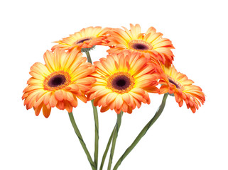 Bouquet of gerbera on white.