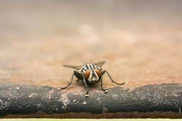 House Fly Extreme Close Up
