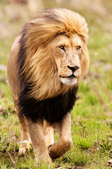 Large black maned Kalahari Lion walking on new grass
