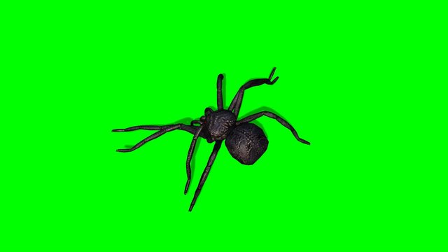 Spider walks - green screen