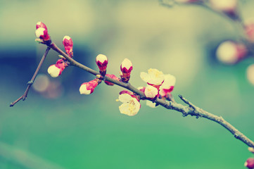 Apricot tree flower