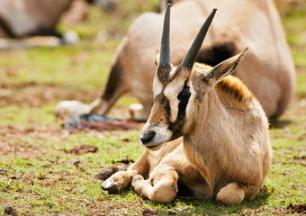 Cute baby Gemsbok antelope resting on soft grass