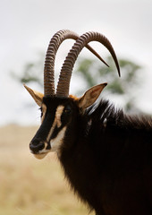 Portrait of a wild Sable bull with long horns