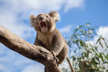 Fototapeten Koala sitzt und gähnt auf einem Ast. © Greg Brave