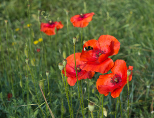 Bee pollinating bright red poppy flower in field