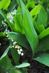 Obraz premium Maiglöckchen Convallaria majalis