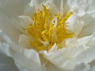 Close-up of white peony flower