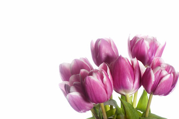  pink tulip