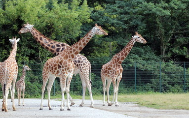 Giraffen