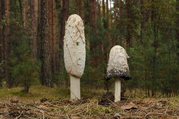 Shaggy ink cap (Coprinus comatus)