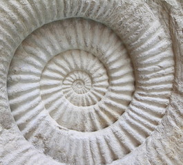 Ammonite prehistoric fossil on the surface