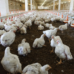 Poultry farm.