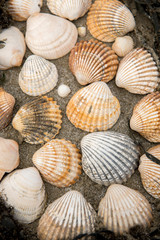 Shells on the beach