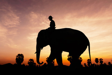 Obraz na płótnie Canvas Man and elephant on twilight time
