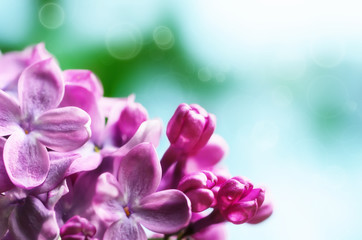 Lilac flowers background