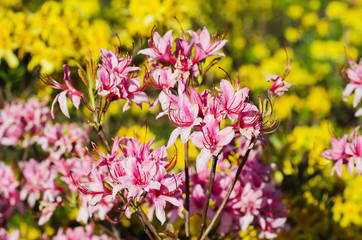 Rhododendrons and azaleas in the garden