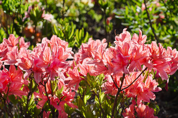Rhododendrons and azaleas in the garden
