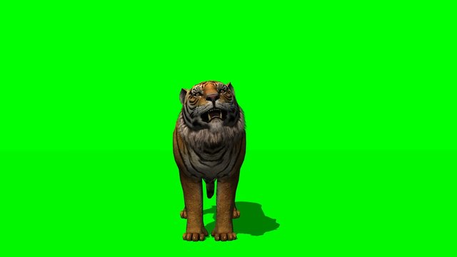 Tiger roars - green screen