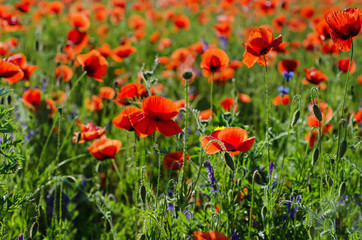 Poppy in a field