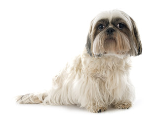Shih Tzu