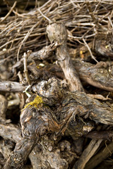 Stocks and branches of vines