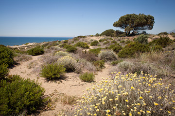 morze plaża park spacer pustynia suchy klimat - obrazy, fototapety, plakaty