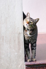 Cat at house