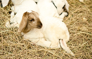 Lamb on hey in farm