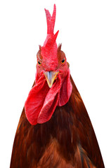 Cock bird