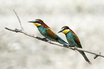 Bee-Eater