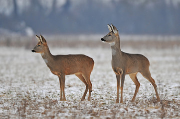 Roe deer in winter