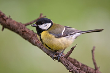 Great tit