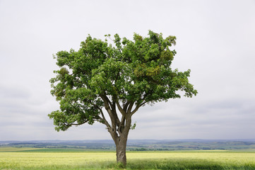 Fototapeta na wymiar Landschaft mit altem Birnbaum in Lothringen