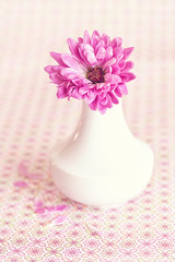 fresh purple chrysanthemum flower in a flowerpot on the table