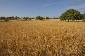 Wheat fields in Spain