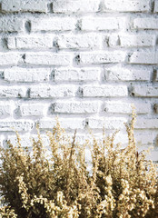 bundle of dry lavender at white brick wall
