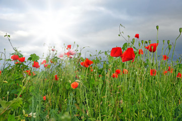 Fototapeta na wymiar Meadow with beautiful bright red poppy flowers in spring