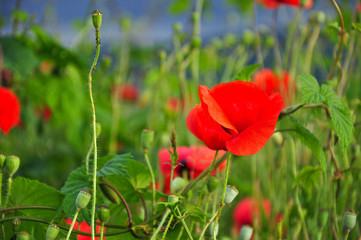 Meadow with beautiful bright red poppy flowers in spring
