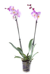 Naklejka na ściany i meble orchid flowers