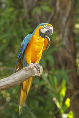 Blue and Yellow Macaw Bird