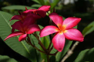 Luntom, Plumeria tree