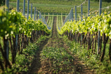 vineyard in Czech republic, Pálava