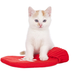 Hauskätzchen auf Wärmflasche